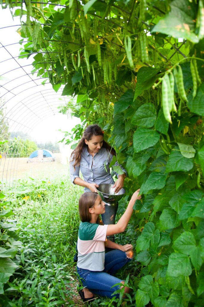 Woman and her daughter picking green beans growing on a vertical trellis.