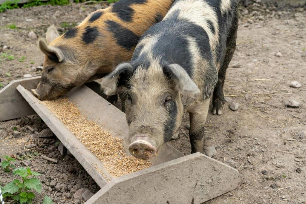 Two pigs eating grain from a trough.