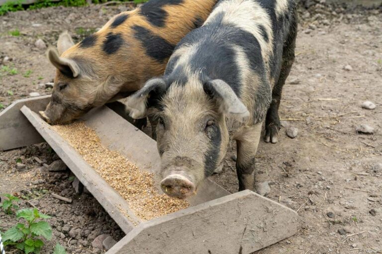 How To Raise Pigs: 12 Tips To Raising Pigs For Meat