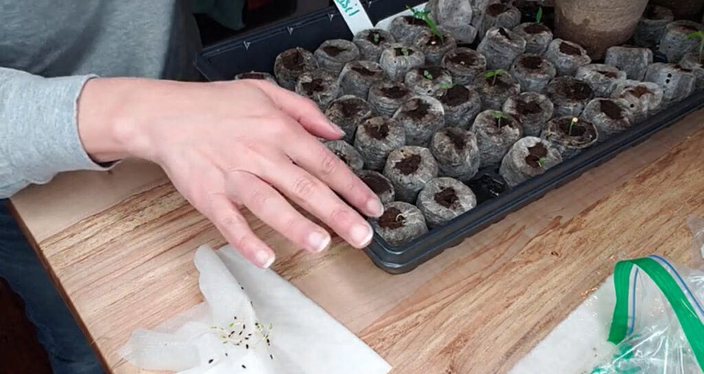 Planting a germinated seed into a tray of peat moss.