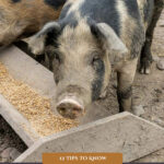 Pinterest pin on raising pigs for meat. Image of pigs.