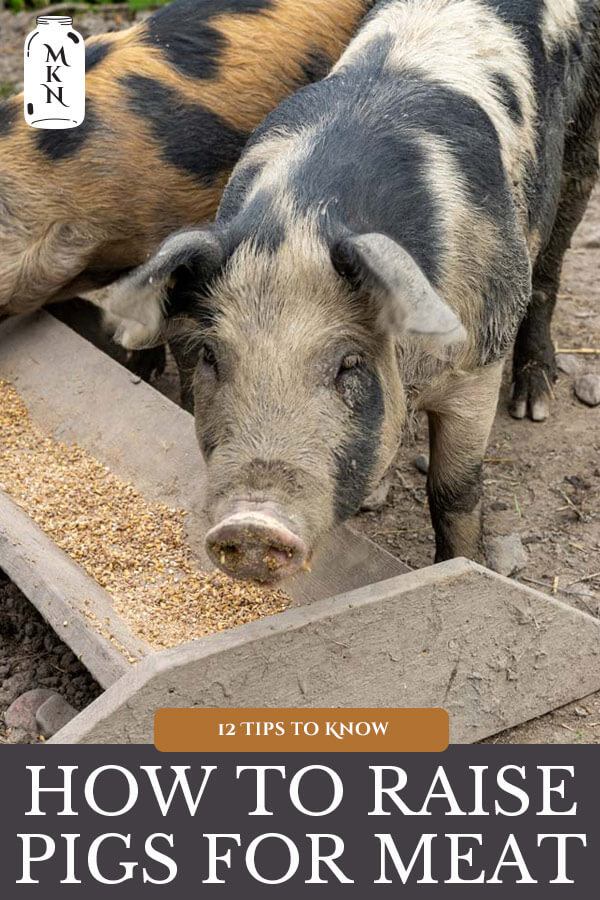 How to Raise Pigs: 12 Tips to Raising Pigs for Meat