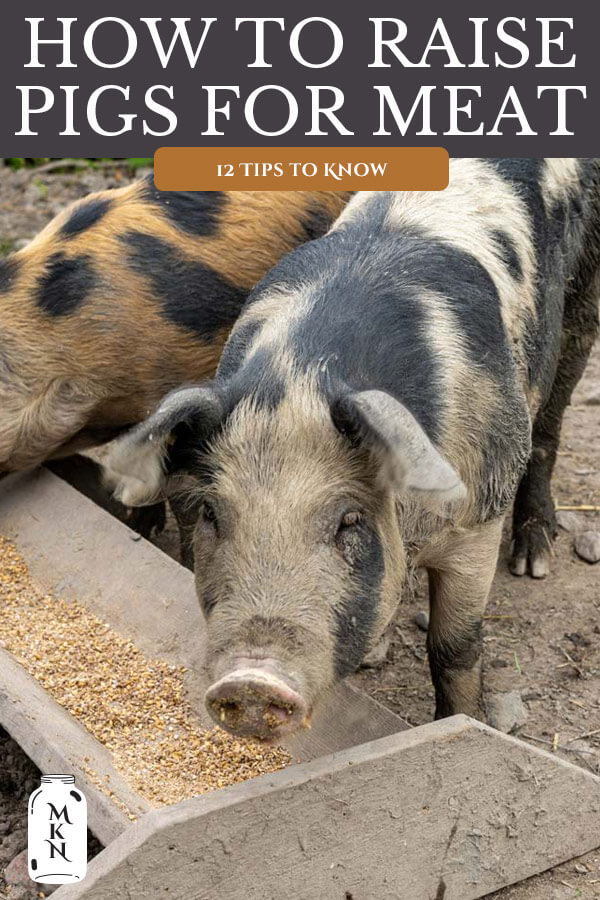 How to Raise Pigs: 12 Tips to Raising Pigs for Meat