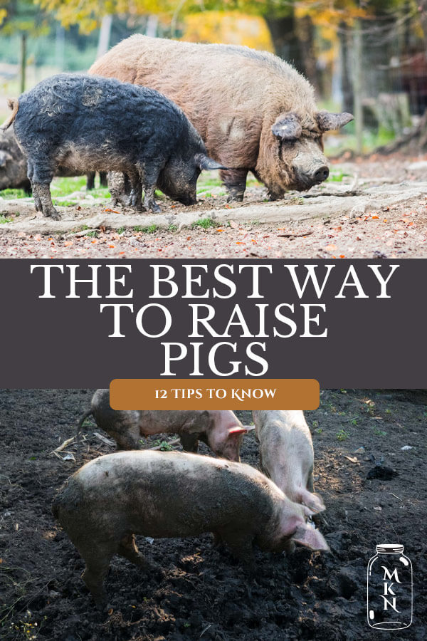 How to Raise Pigs: 12 Tips to Raising Pigs for Meat