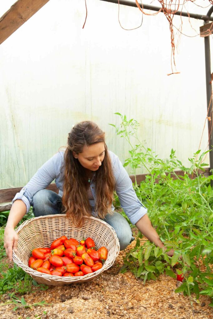 Woman picking San Marzano Lungo paste tomatoes into a basket.
