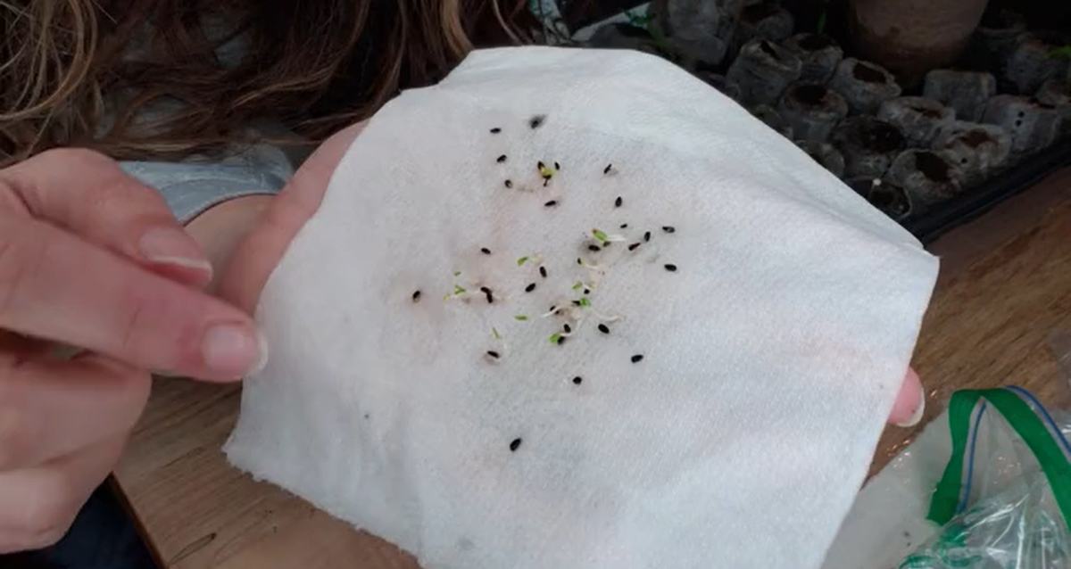 Germinated seeds on a wet paper towel.