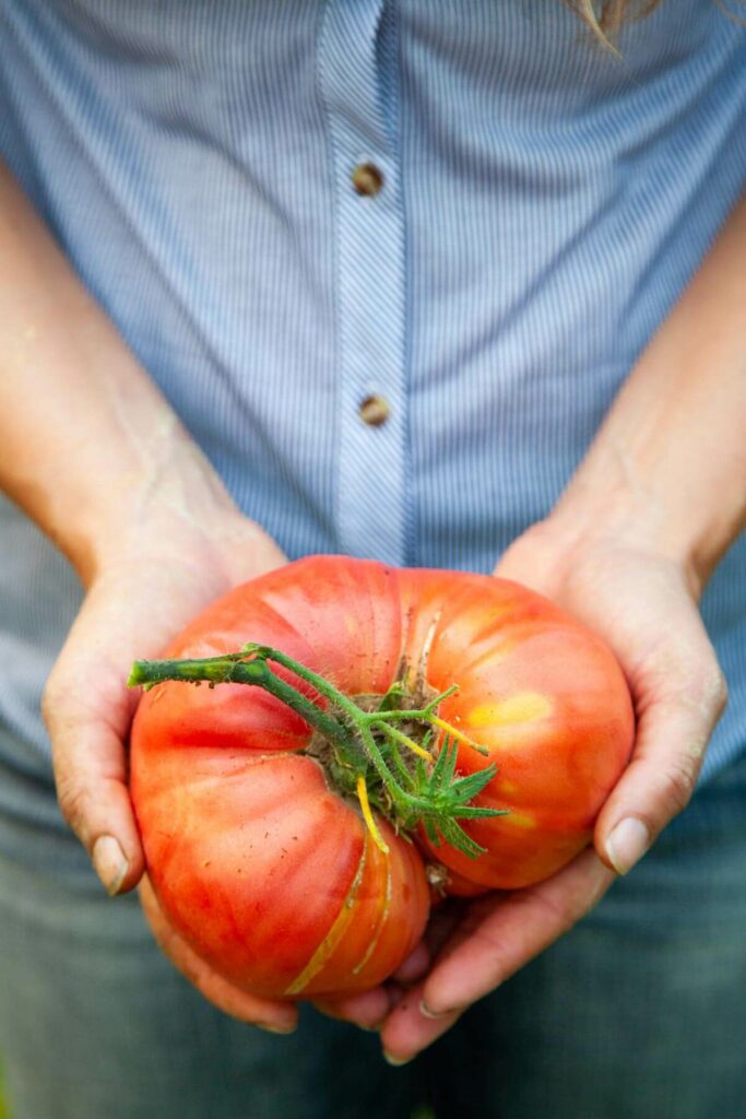 Woman holding a large slicing tomato.