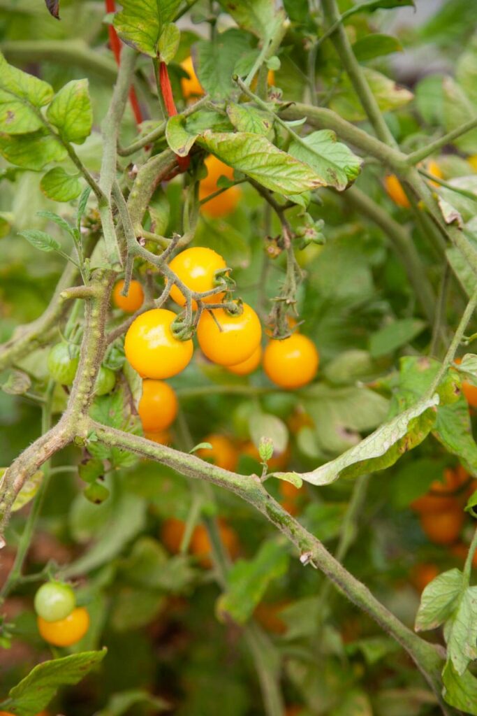 Yellow cherry tomatoes growing on the vine.