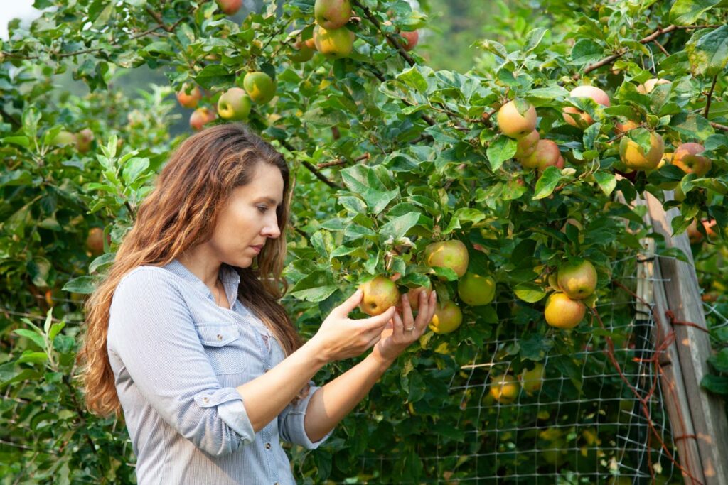 A woman inspecting the apples on an apple tree.