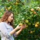 A woman inspecting the apples on an apple tree.