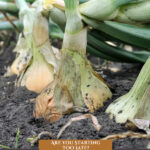 Pinterest pin for growing onions from seed. Image of onions growing in the ground.