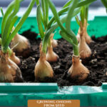 Pinterest pin for growing onions from seed. Images of onion sets.