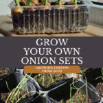 Pinterest pin for growing onions from seed. Images of onion sets and sprouting onions.