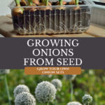 Pinterest pin for growing onions from seed. Images of onion sets and onion blooms.