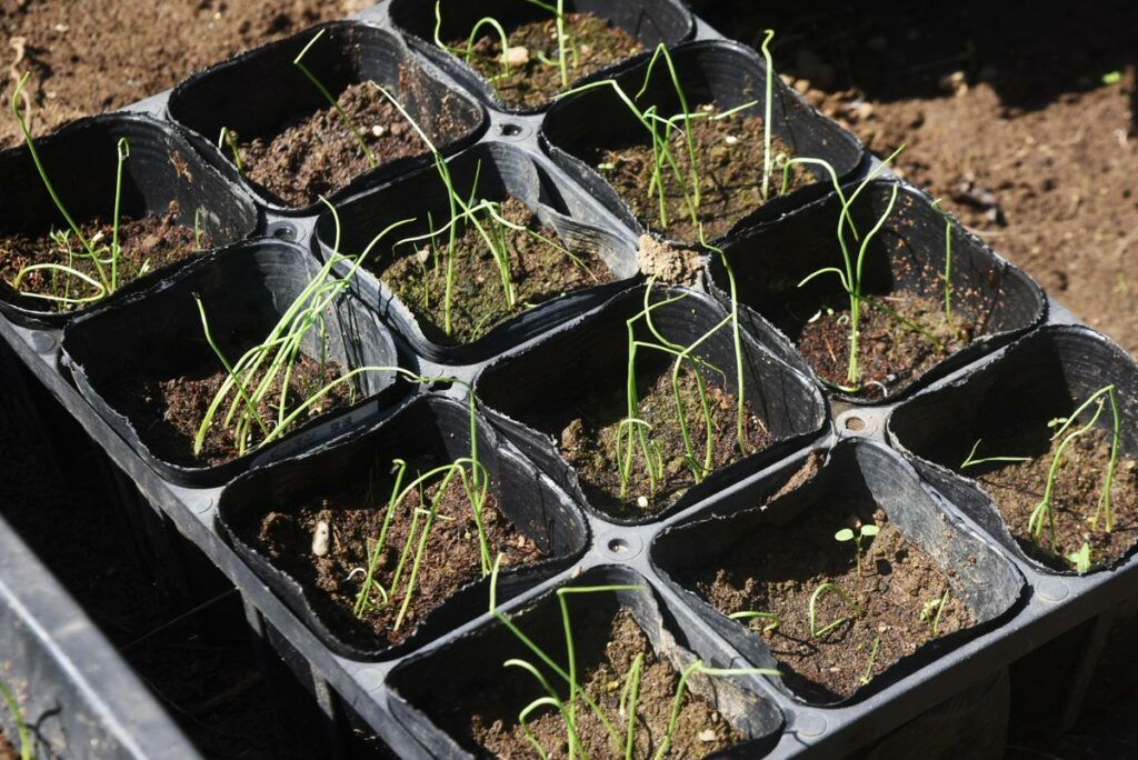 Onion seedlings growing in seed starting trays.