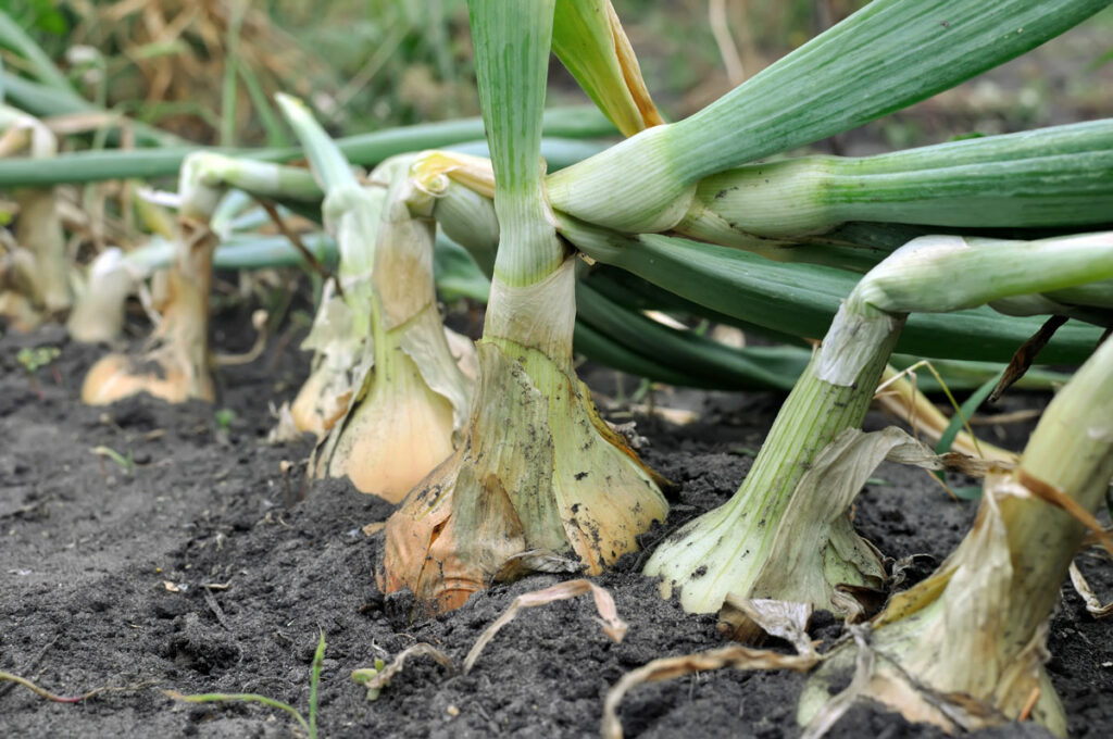 Onions in the ground with bent over stalks.
