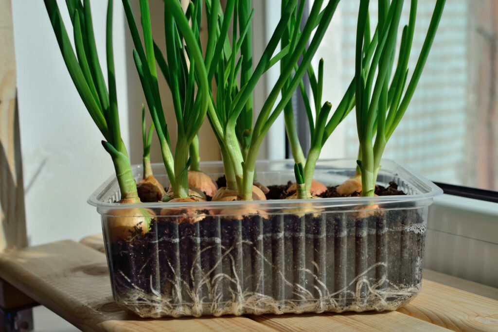 Onions growing in a clamshell container on a windowsill.