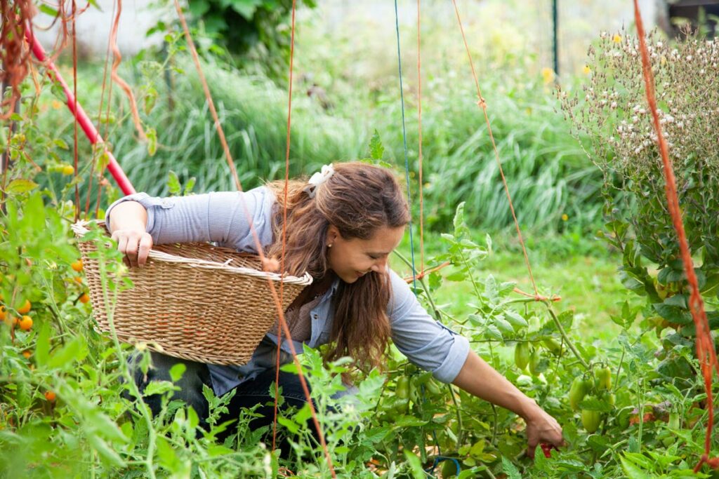 A woman kneeling down in the garden harvesting tomatoes into a basket.