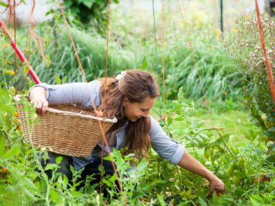 A woman kneeling down in the garden harvesting tomatoes into a basket.
