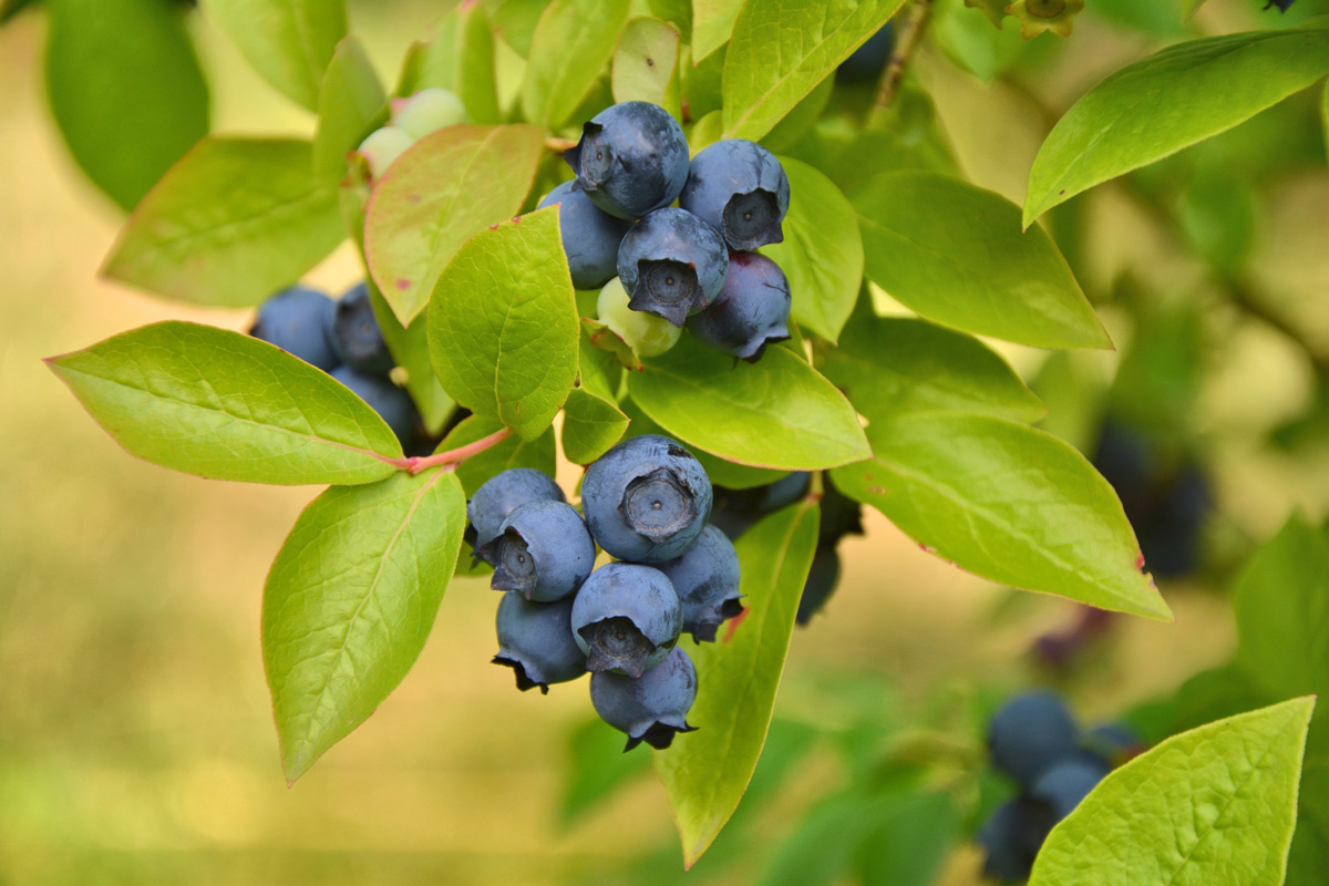 Blueberries on a bush.