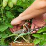 Pinterest pin for hot climate growing tips. Image of a woman working in her garden.
