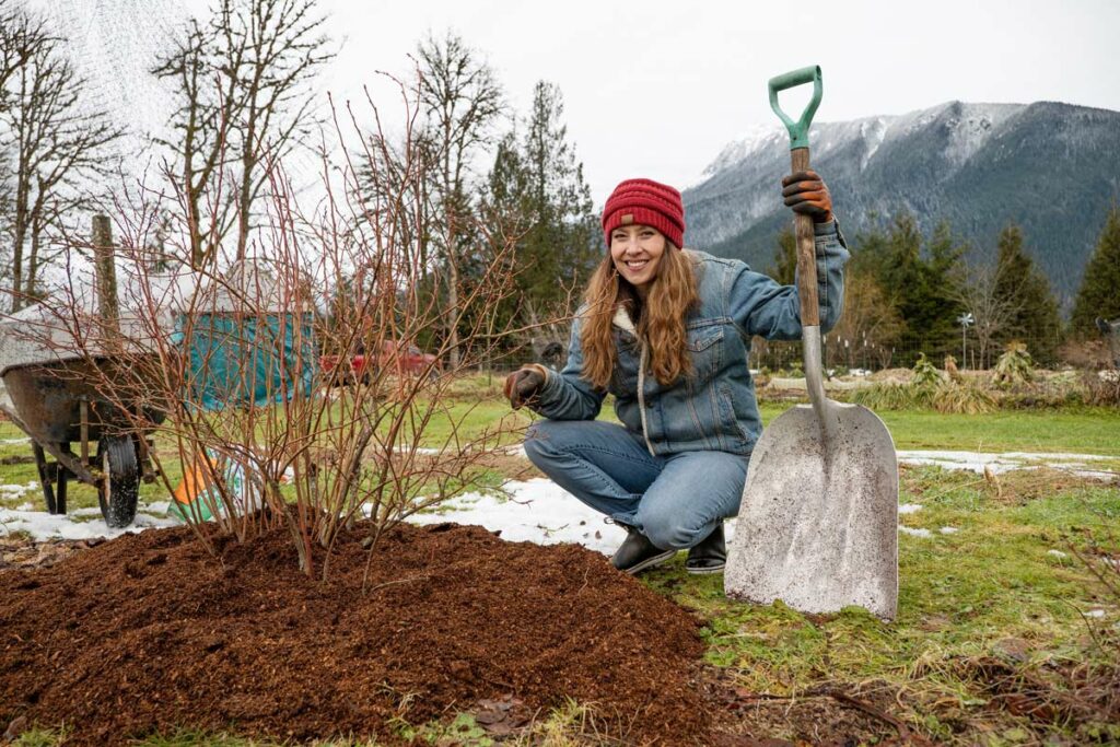 A woman kneeling by a barren blueberry bush with fresh mulch at the base.