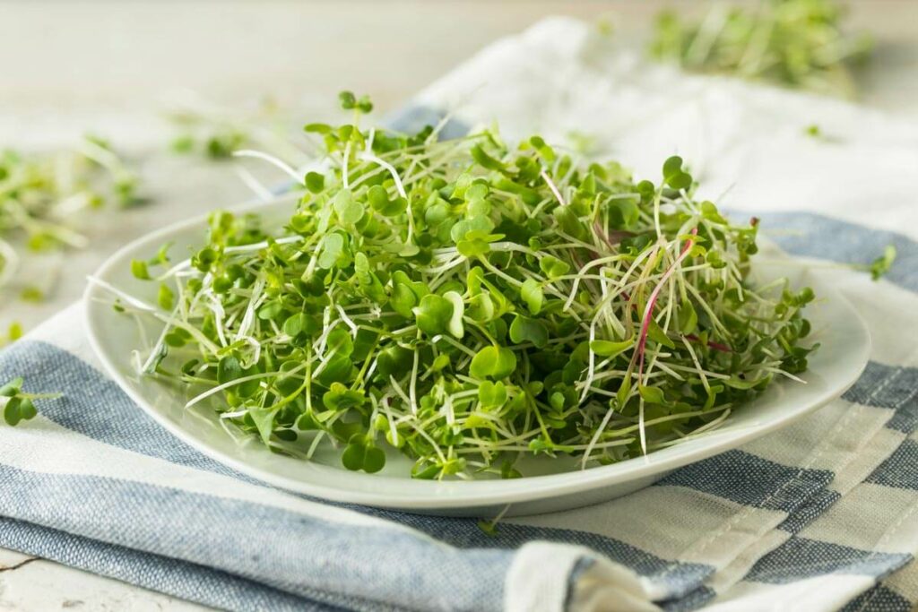 Microgreens on a white plate on a blue and white striped towel.