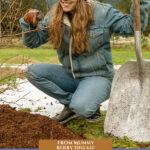 Pinterest pin for mummy berry disease on blueberry bushes. Image of a woman mulching her barren blueberry bushes.