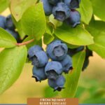 Pinterest pin for mummy berry disease on blueberry bushes. Image of blueberries growing on a bush.