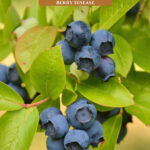 Pinterest pin for mummy berry disease on blueberry bushes. Image of blueberries growing on a bush.