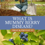 Pinterest pin for mummy berry disease on blueberry bushes. Image of blueberries growing on a bush and a woman mulching her barren blueberry bushes.