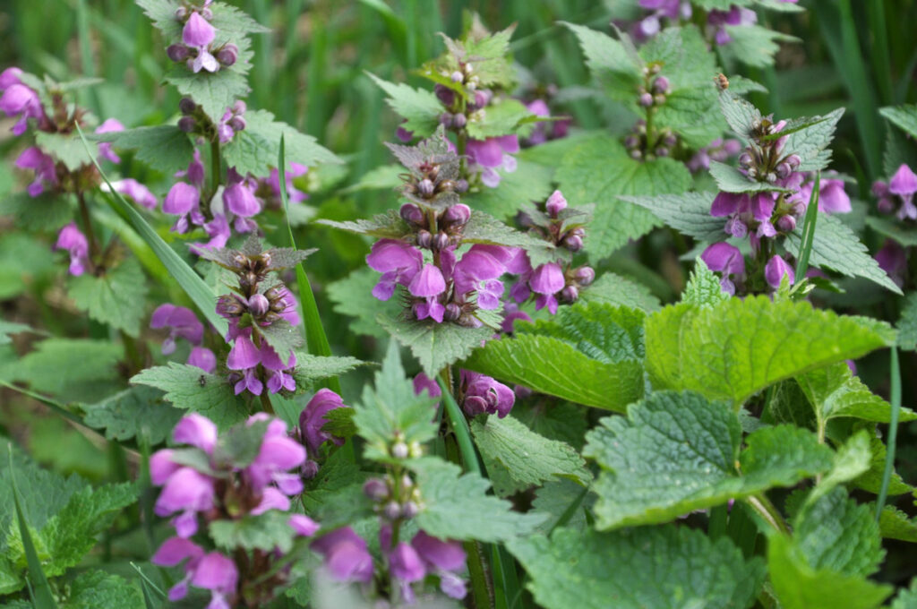 Purple dead nettle growing in a patch.