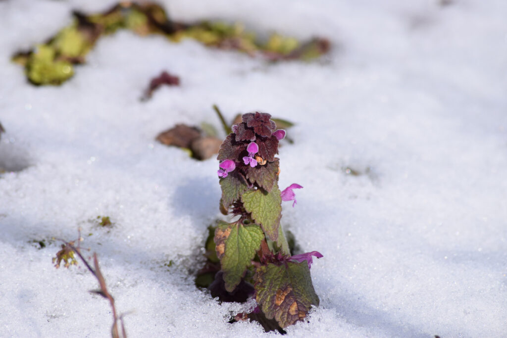 Purple dead nettle growing up through the snow.