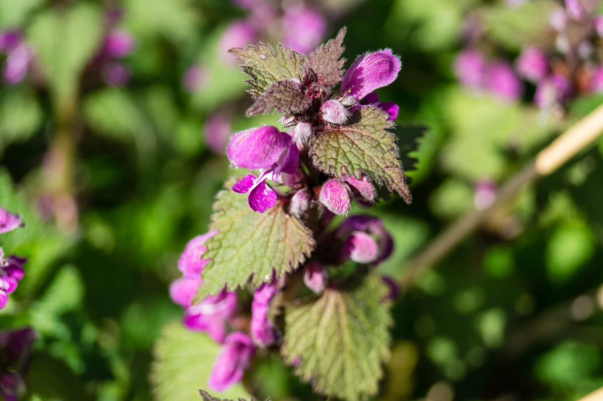 stinging nettle flower purple