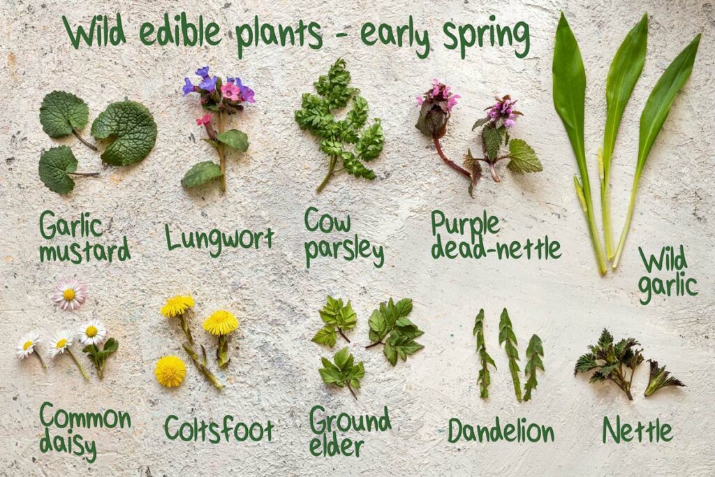 Wild edible plants that can be found in spring.