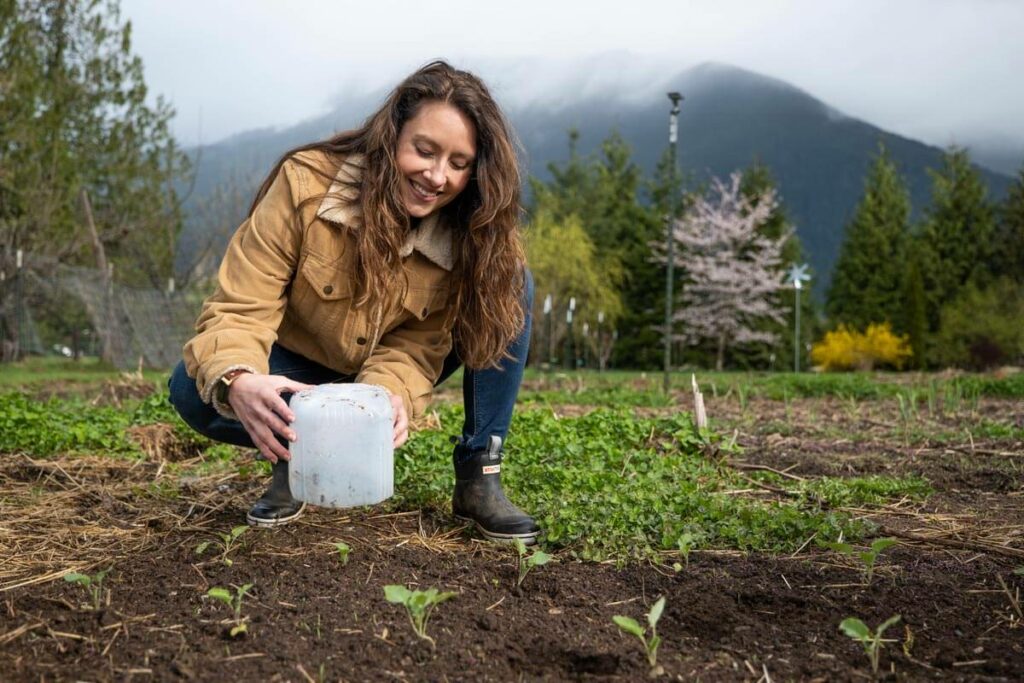 A woman putting a plastic frost protector over a broccoli plant.
