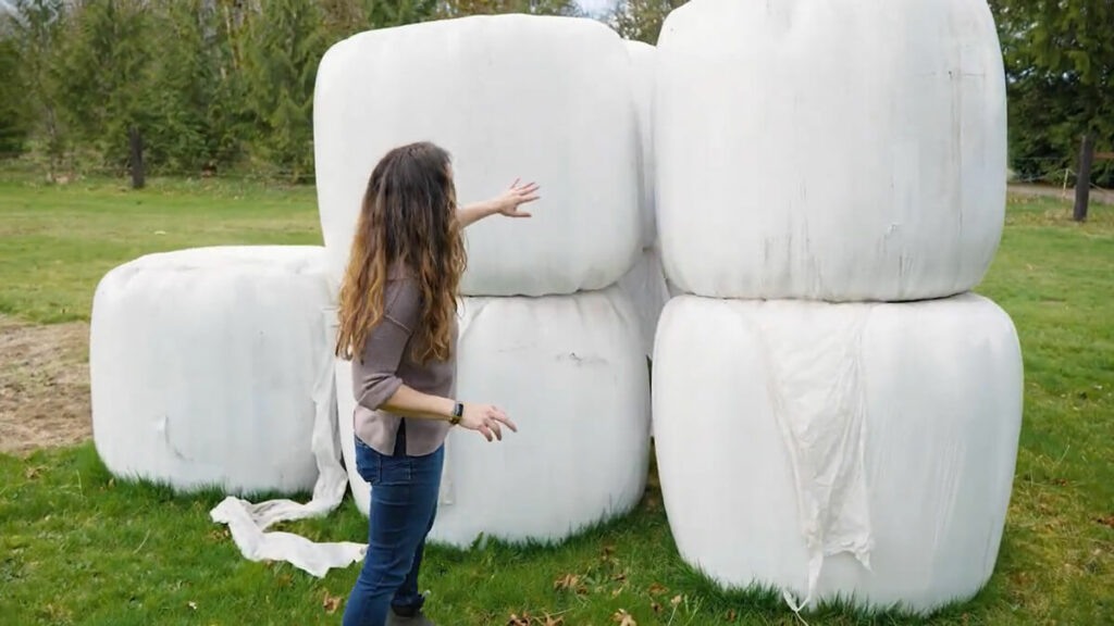 Large bales of haylage (marshmallow bales of hay).