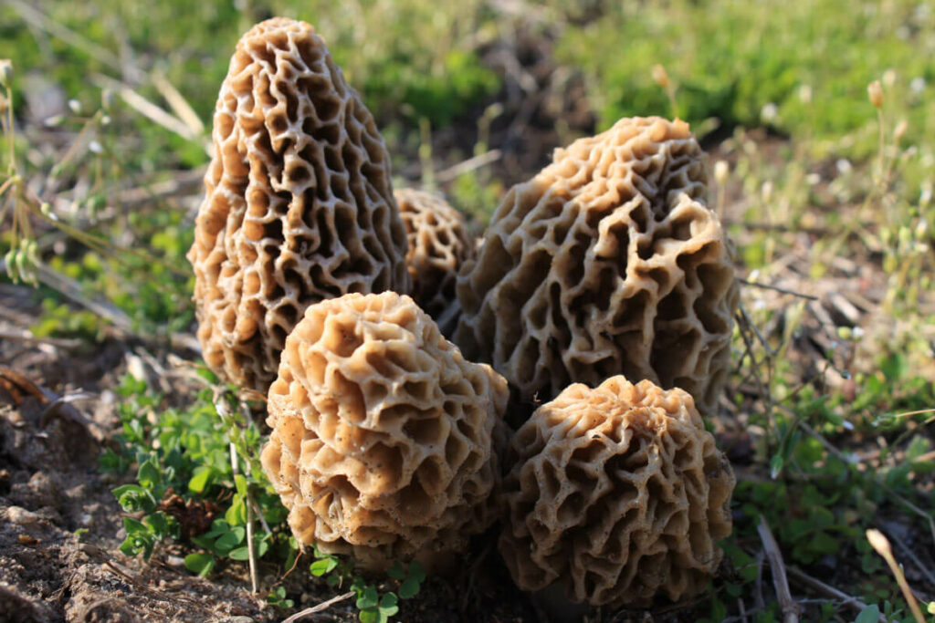 Morel mushrooms in a group growing in the wild.