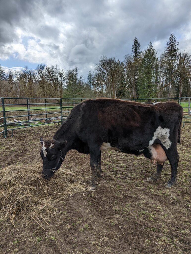 Jersey milk cow eating hay