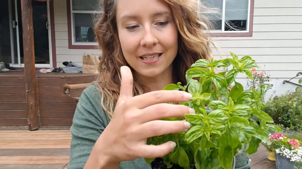 A woman pointing to a blossom forming on a basil plant.