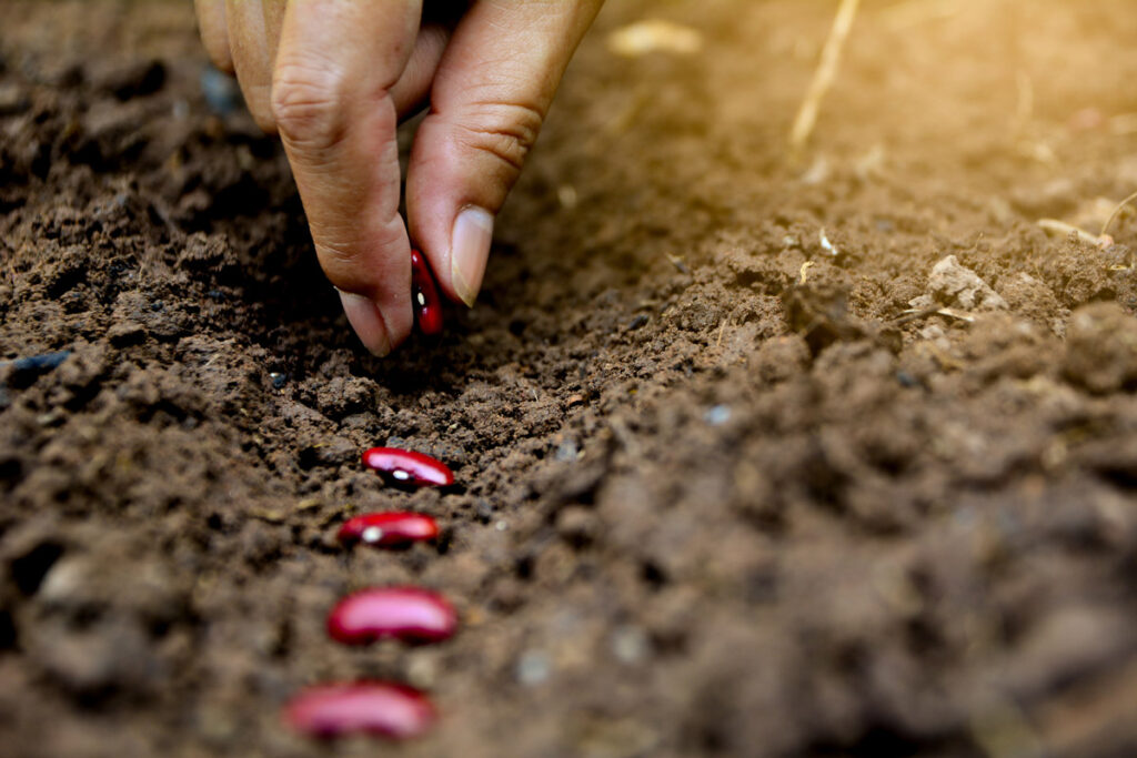 Bean seeds being direct down into the soil.