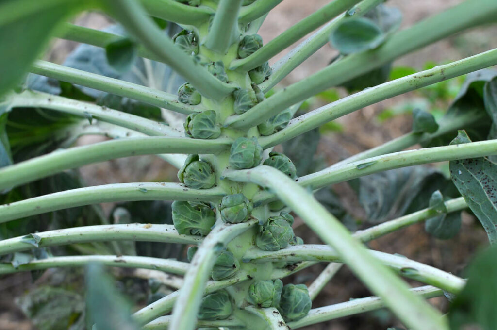 Brussels sprouts growing on a stalk in the garden.