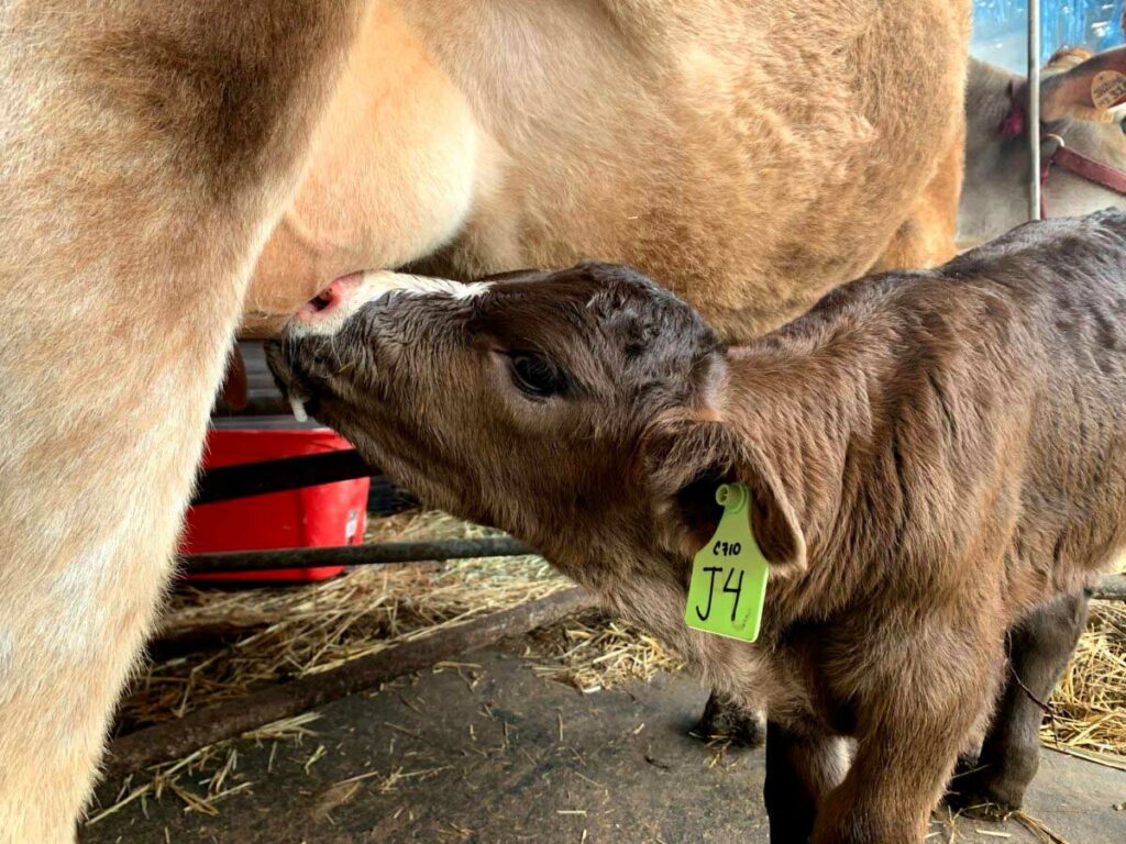 Calf nursing from a cow.