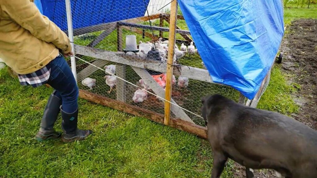 A woman moving a portable chicken tractor.