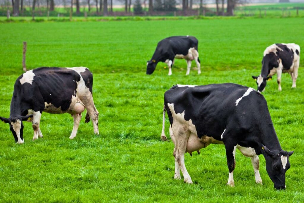 Dairy cows grazing in green grass.