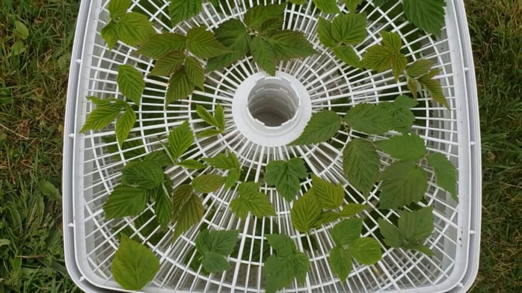 Raspberry leaves on a dehydrator tray.