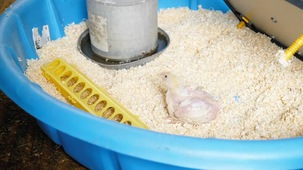 One meat chicken in a kiddie pool with wood shavings.