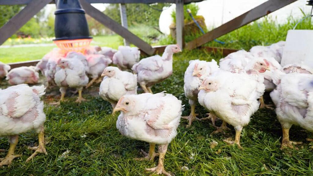 Our New Movable Chicken Hoop Coop – Faith and Family Homestead