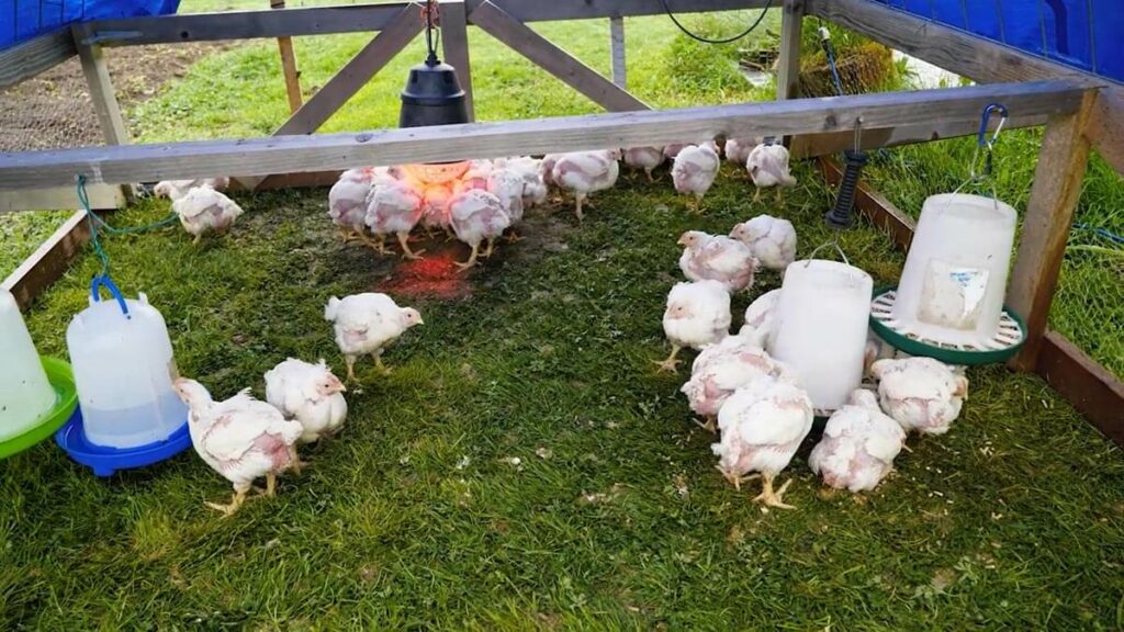 Meat chickens in a chicken tractor.