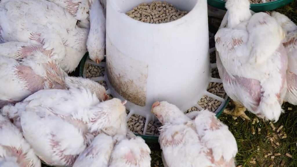 Meat chickens eating food from a chicken feeder.